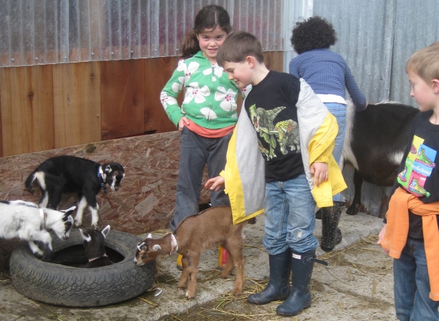 2010_goats.jpg